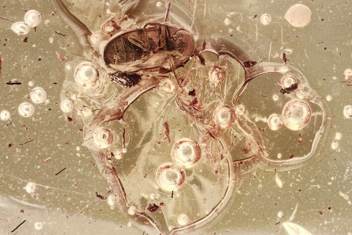 Detailed Fossil Beetle (Ptinidae) in Baltic Amber #328154